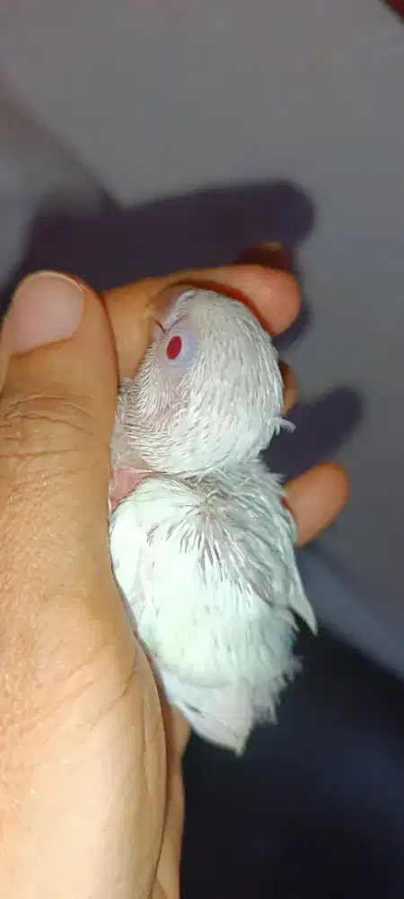 Parkit MM jitot