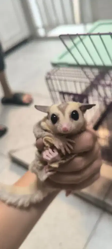 4 ekor Sugar Glider bersih Terawat