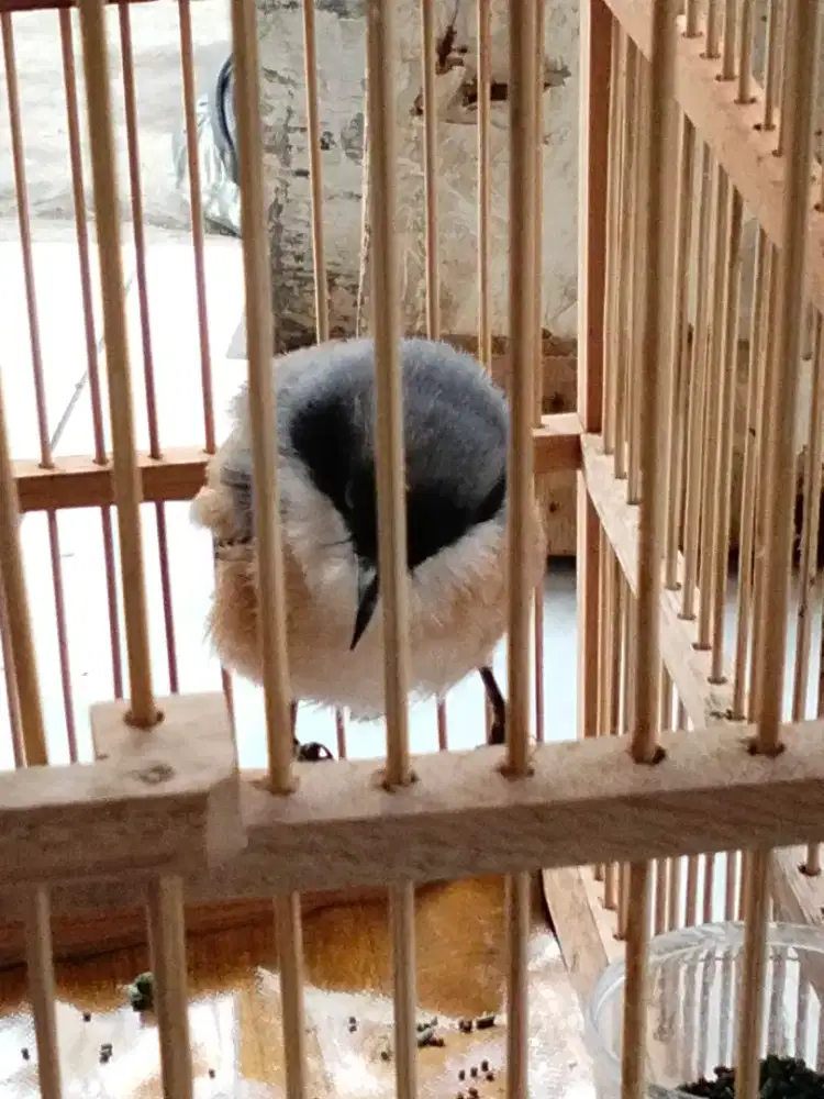 BURUNG CENDET MADURA PASTOL