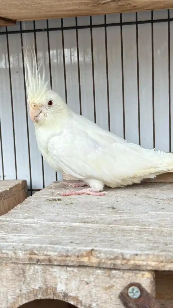 Burung Falk Albino Mata merah Betina dewasa burung parkit australi