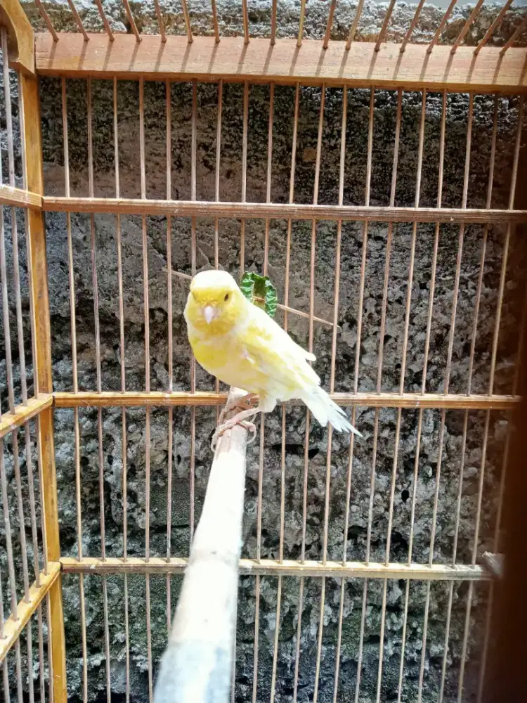 Kenari jantan gacor AF