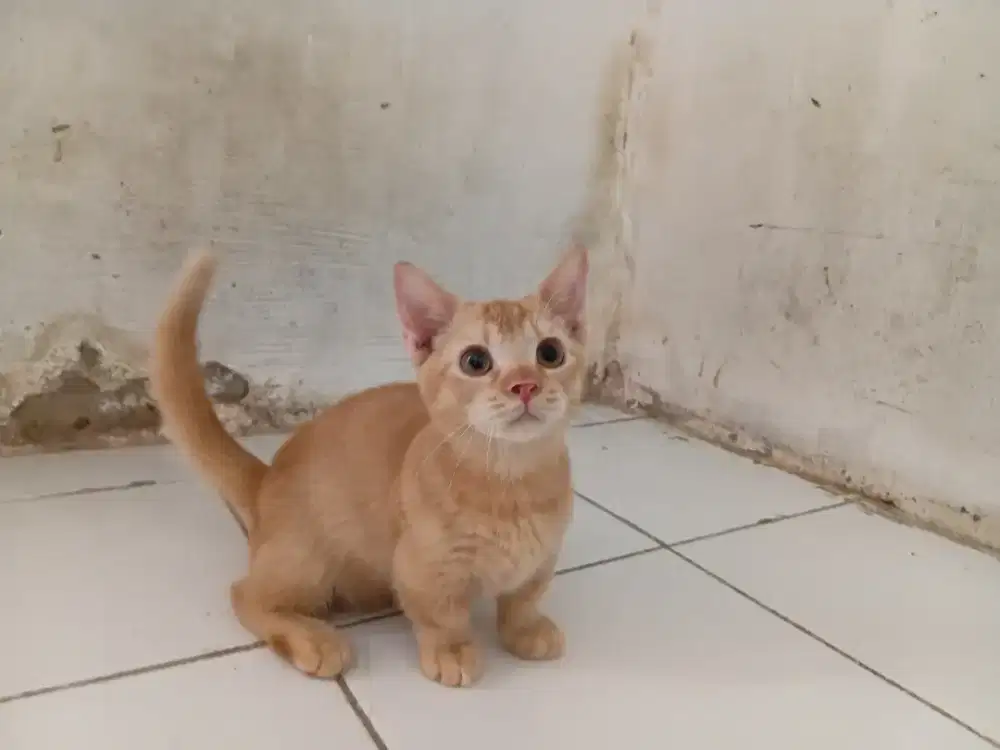 Munckhin bsh jantan 4bln parents bsh munckhin calico x bsh choco