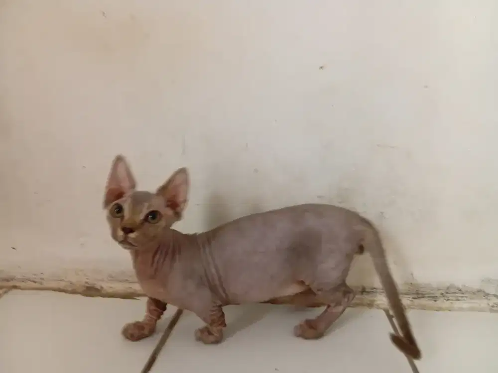 Bambino jantan/sphynk kaki cebol jantan  4bln