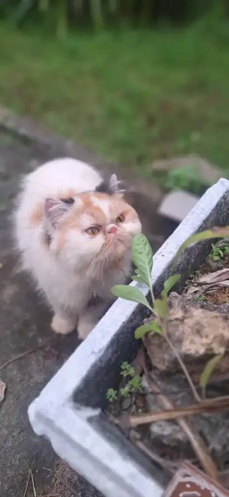 Peaknose calico betina