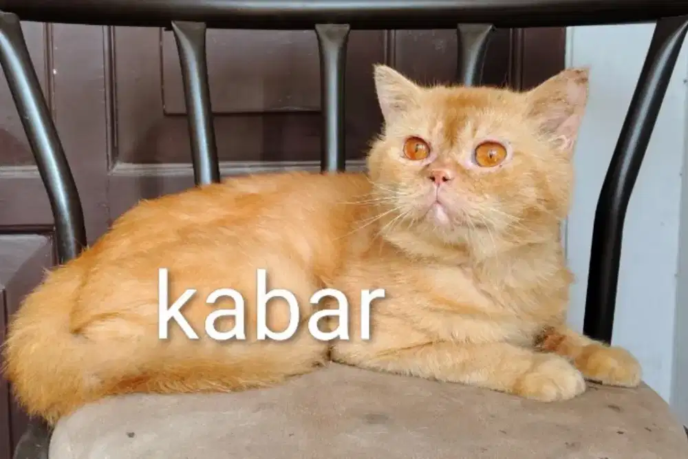 Kucing British Short hair BSH jantan