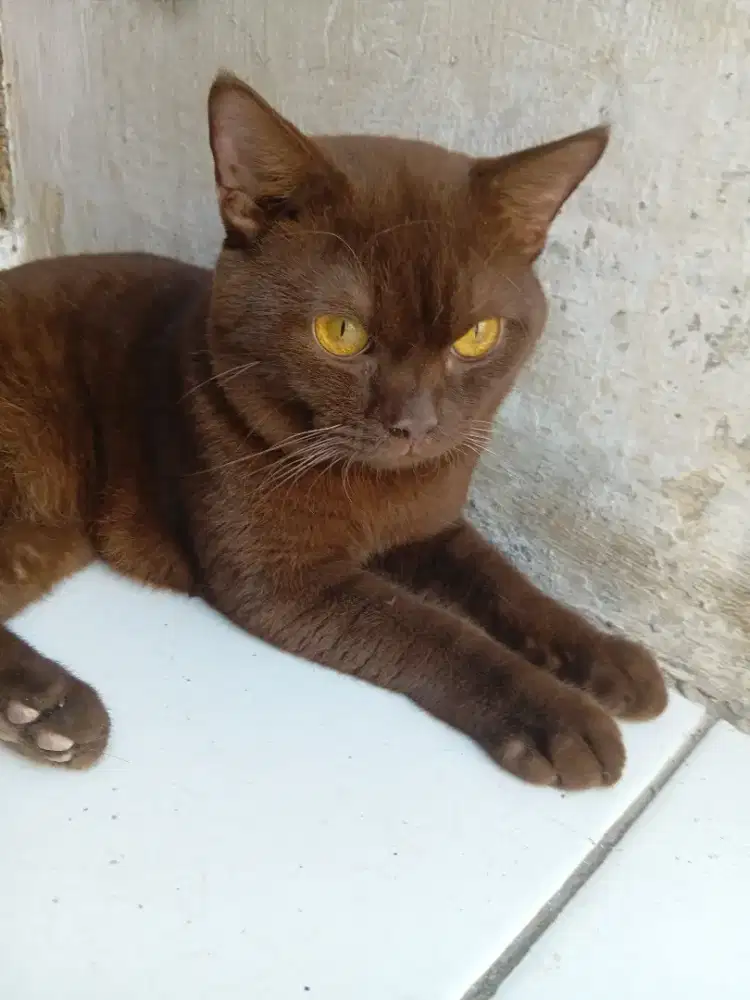 Bsh pure warna choco jantan 20bln jago kawin proven