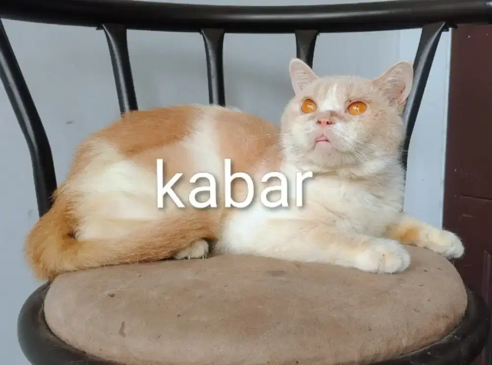 Kucing british shorthair BSH non PeD jantan