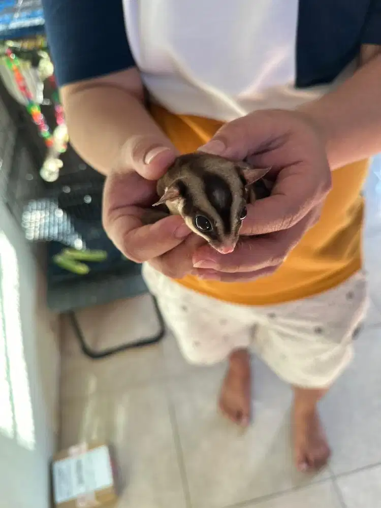 Sugar glider di jual cepat