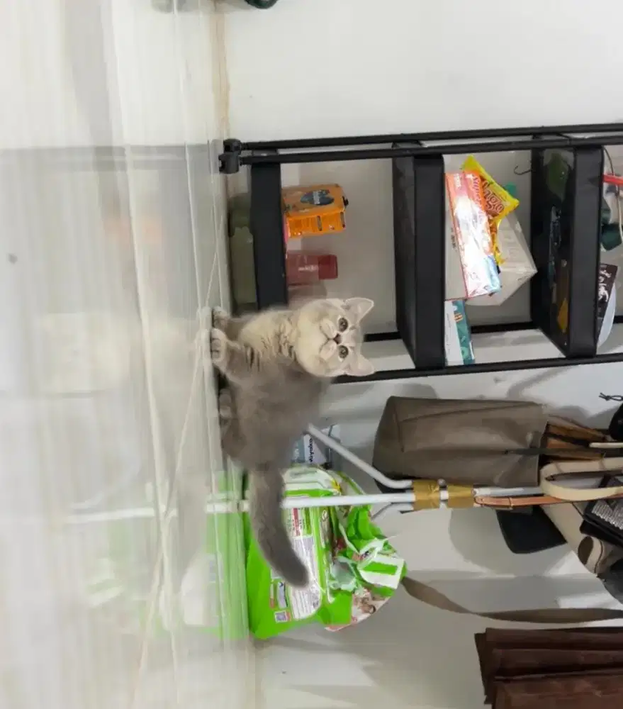 Kucing Munchkin/kaki pendek