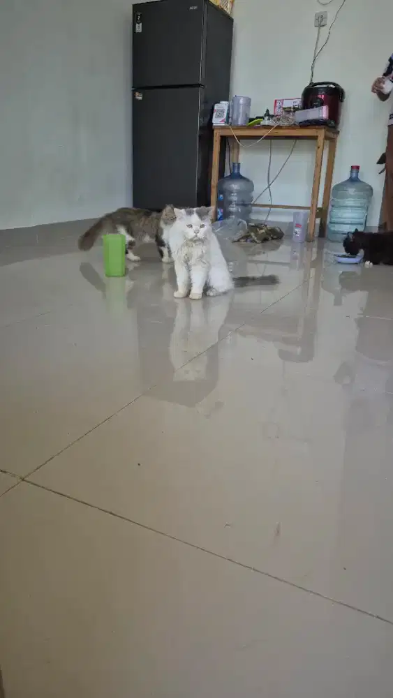 Kucing persia jantan dewasa