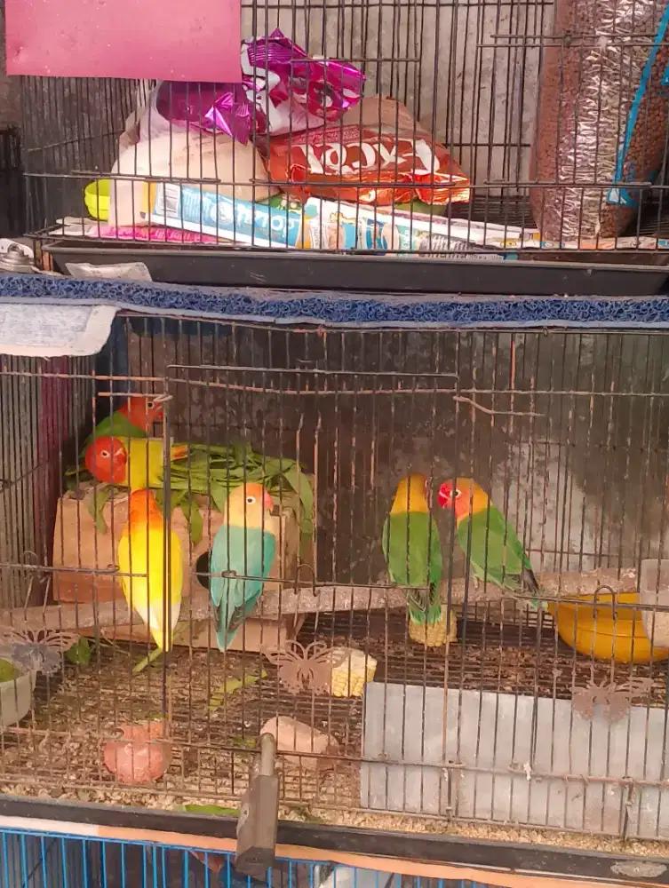 Burung biola green remaja per ekor