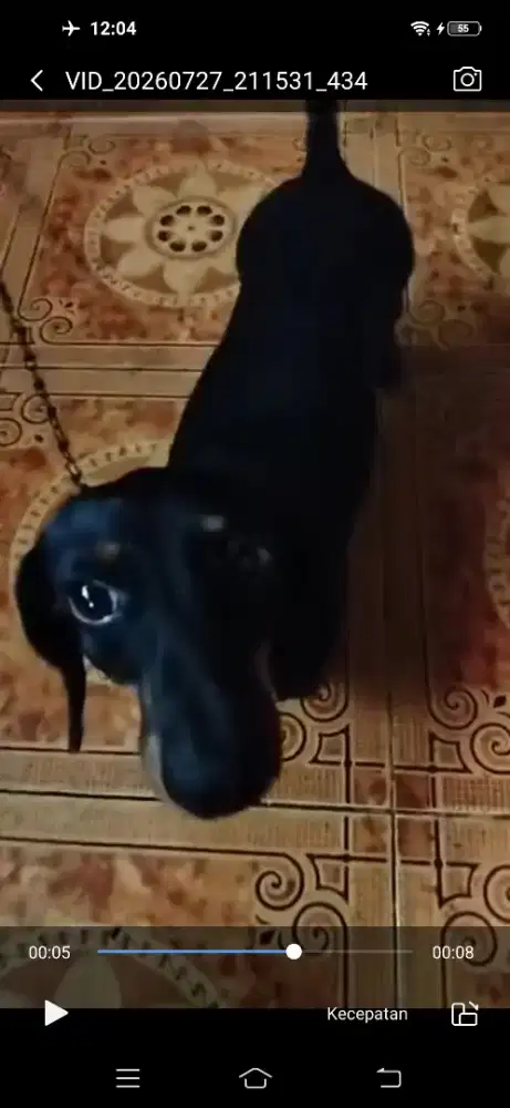 Dogy jenis tekel