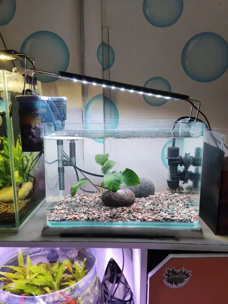 Aquascape / aquarium