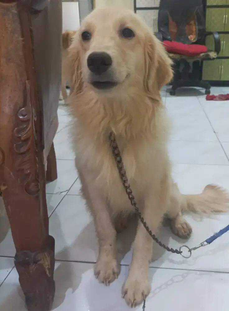 Golden puppies betina