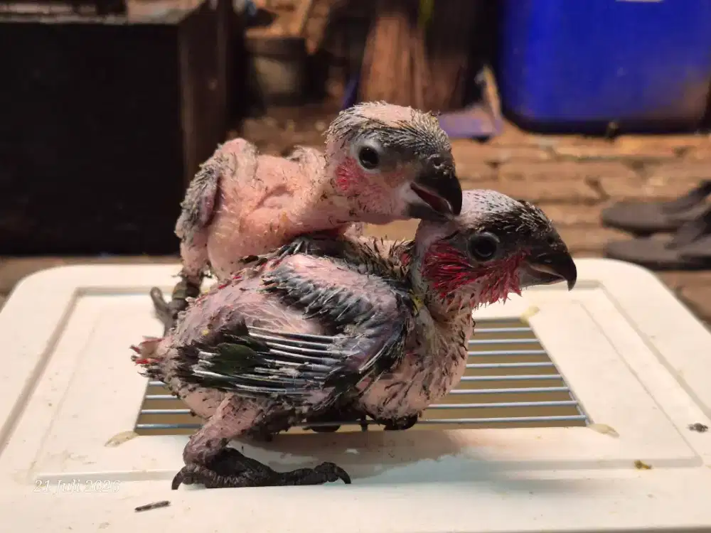 Anakan Burung Paltem