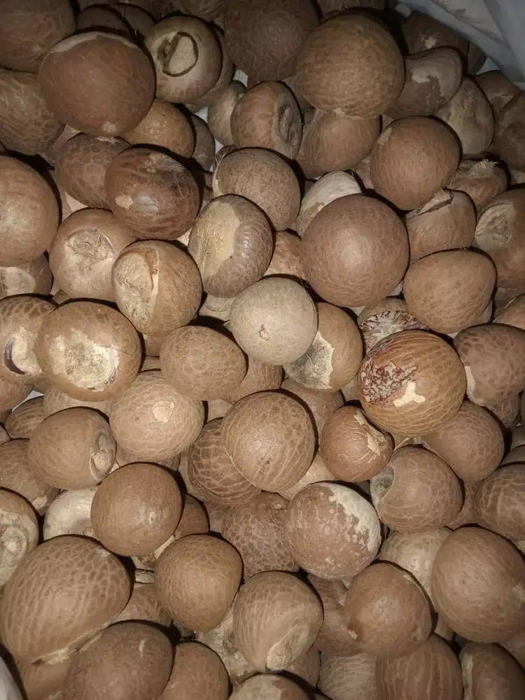 Pinang Tua Klotok Kering Belah