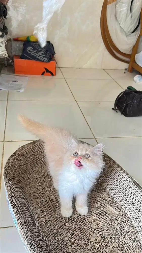 Persia flatnose bigbon super longhair