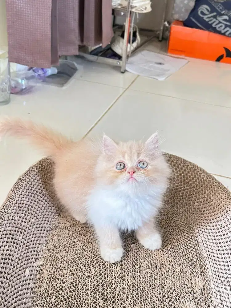 Persia flatnose bigbon super longhair