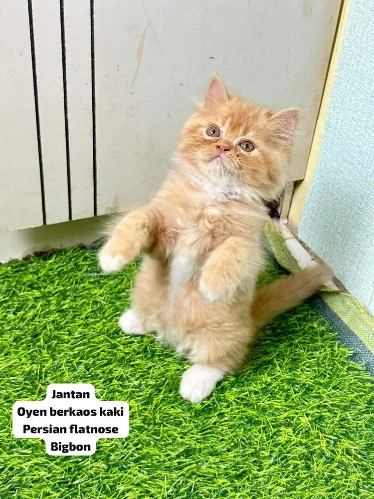 Persia flatnose oyen berkaos kaki bulu super rimbun bigbon