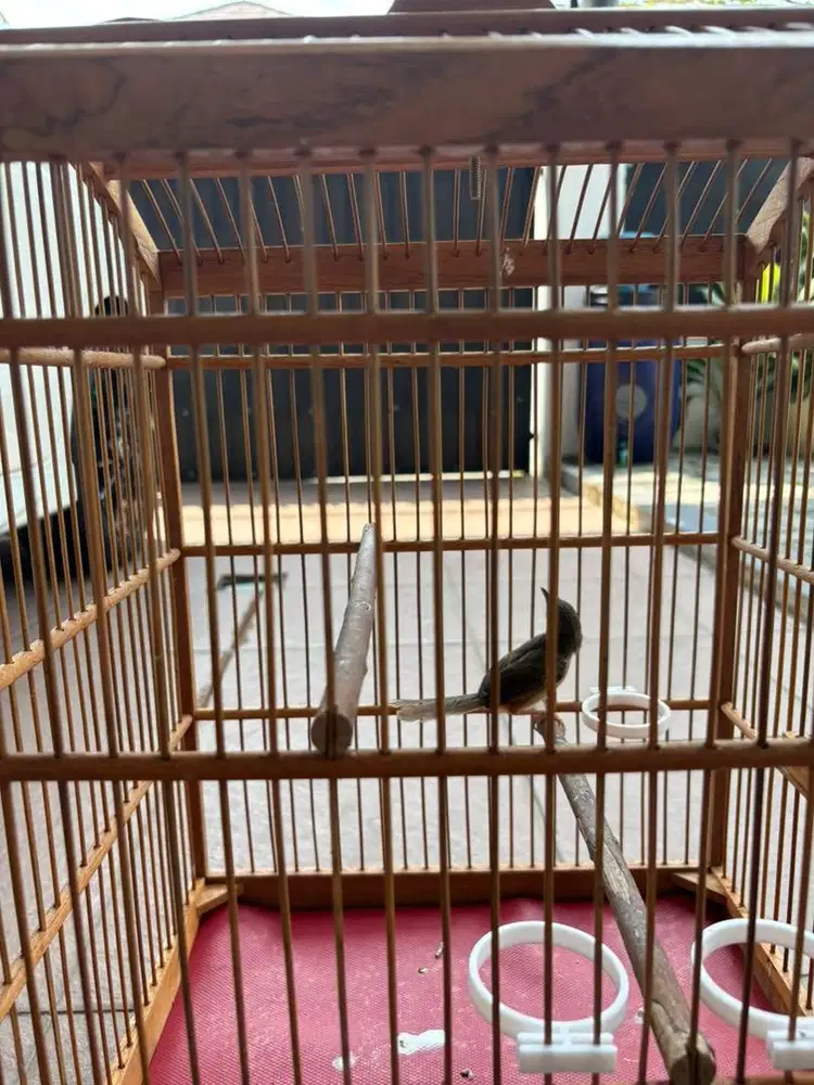 Burung Ciblek gunung
