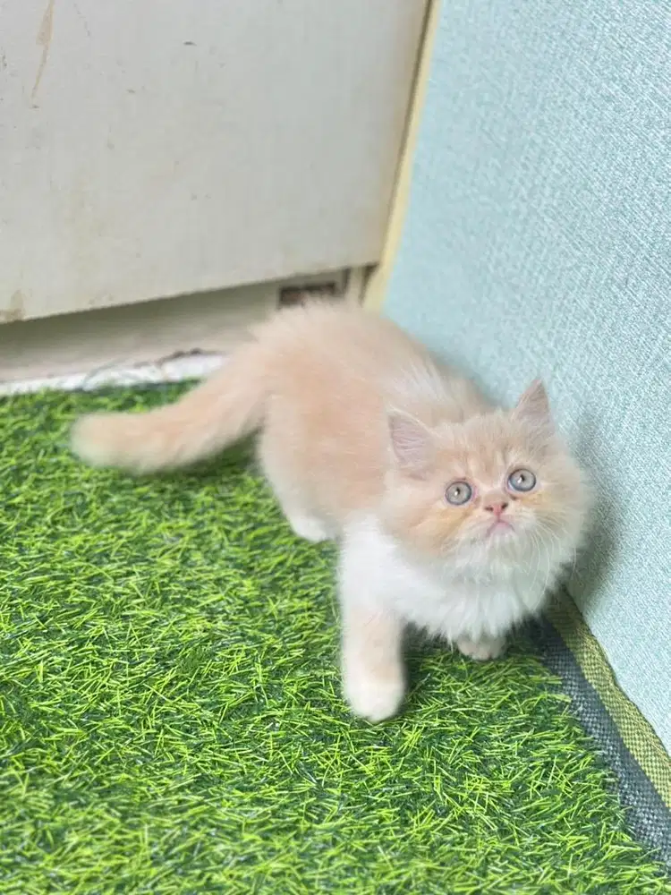 Persia flatnose bigbon