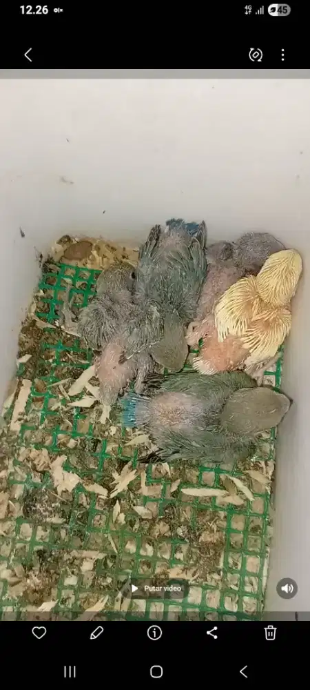 Jual lovebird nonklep lolohan/anakan