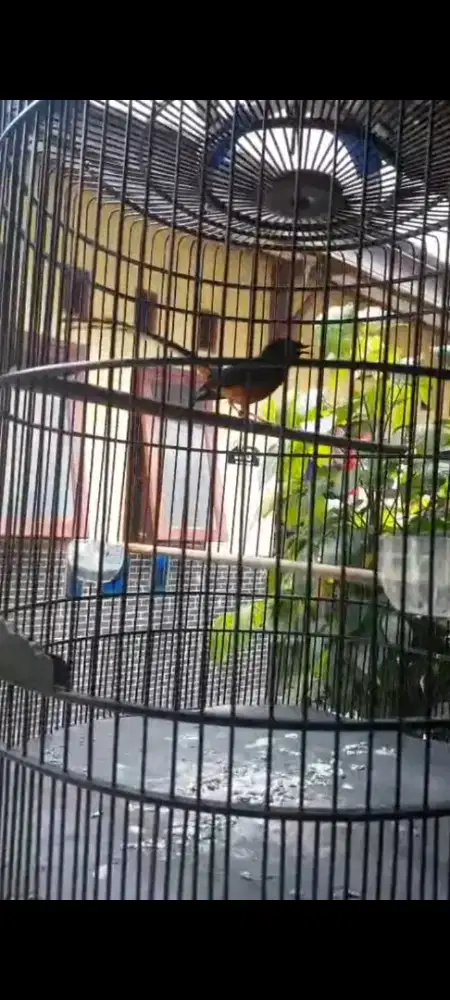 Murai batu fullset pastol harian rajin bunyi
