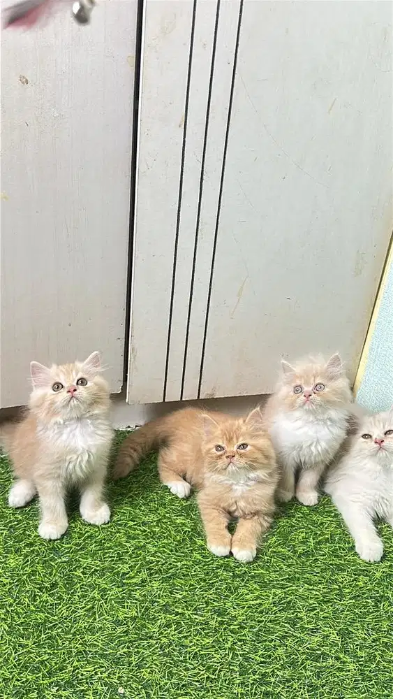 Persia longhair flatnose bigbon berkualitas