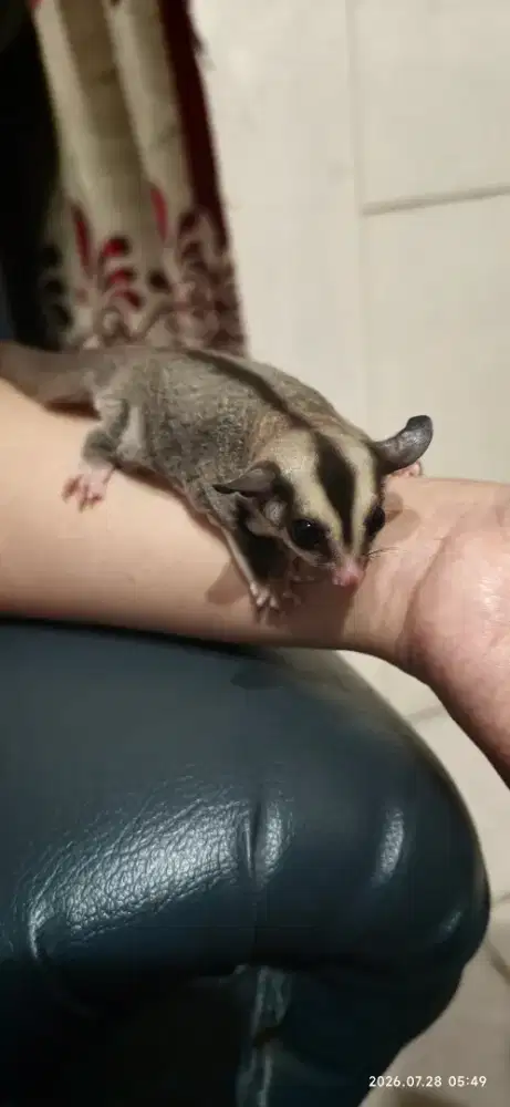 Sugar glider classic grey jantan