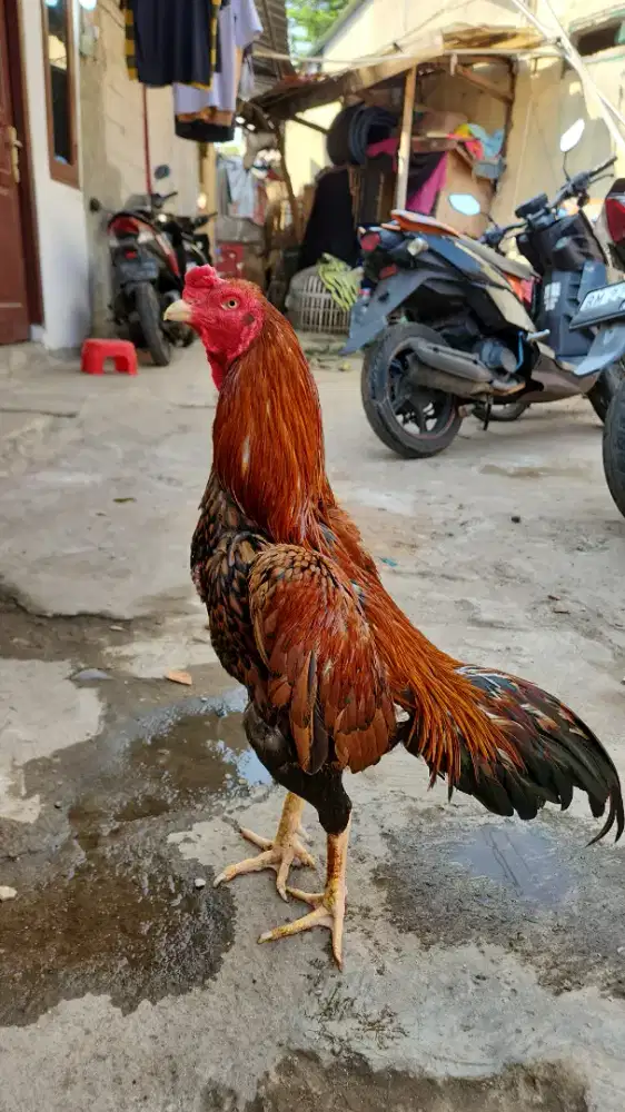 Ayam Bangkok Kontrol Pukul Jalu