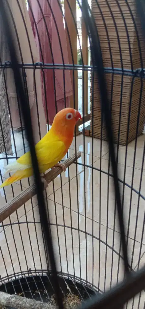 Di jual burung Lovebird lutino mata merah prediksi jantan