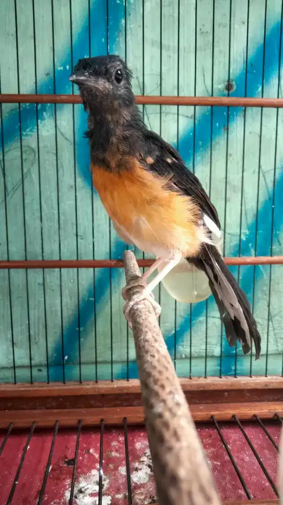Murai Batu Medan Bahorok Blorok Jantan Badan Gede Panjang Rajin Bunyi