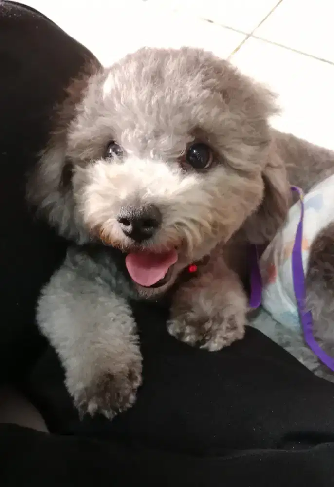 Poodle  silver betina
