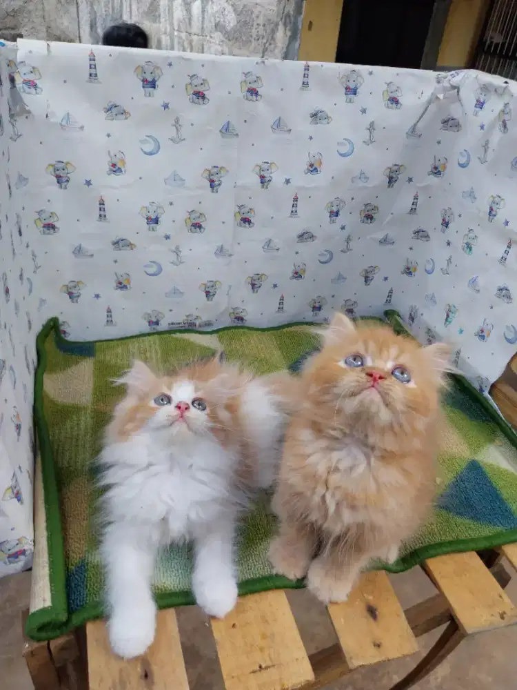 PERSIA BIGBONE FLATNOSE 2BULAN LEBIH