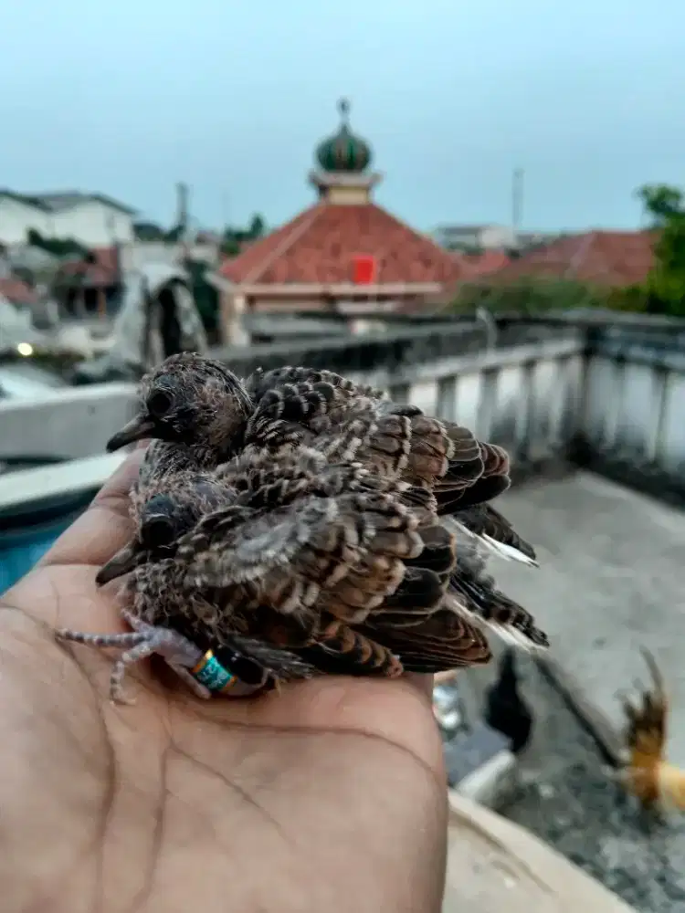 Lolohan perkutut Bangkok