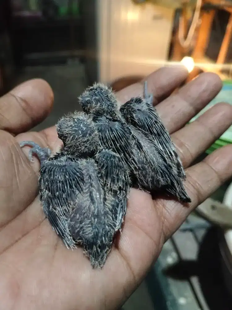 Lolohan perkutut cemani sepasang satu sarang