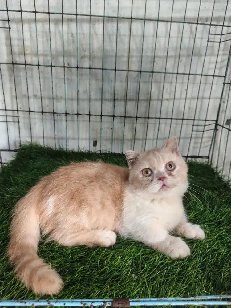 Kucing munchkin jantan