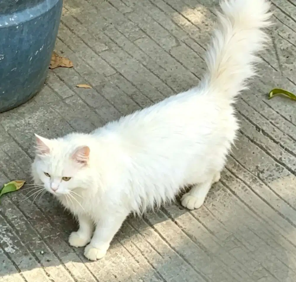 kucing Persia putih jantan