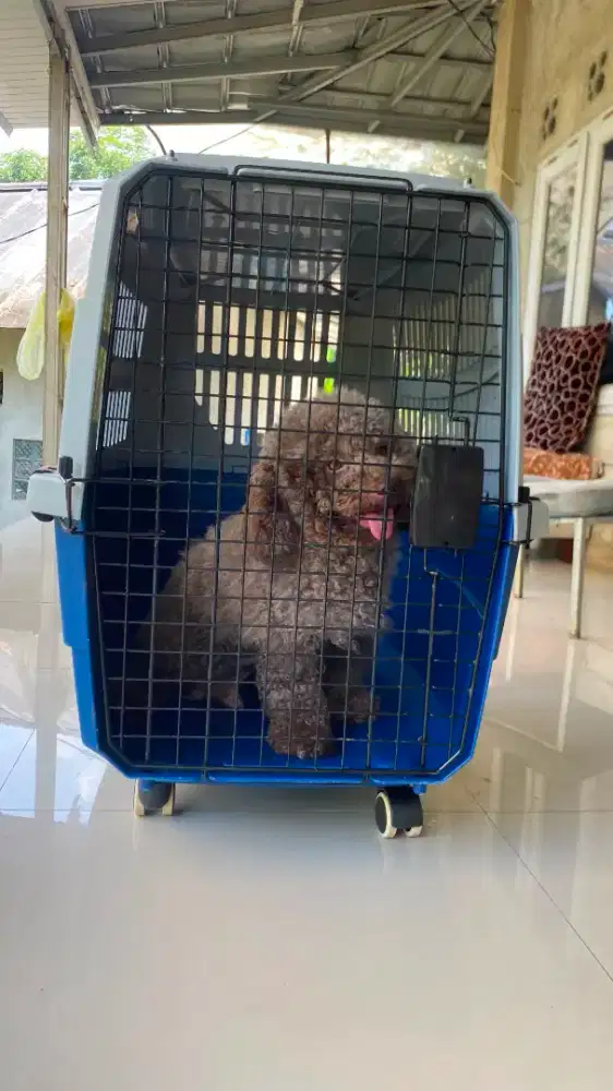 Pet Carrier Kennel Box Uk Besar