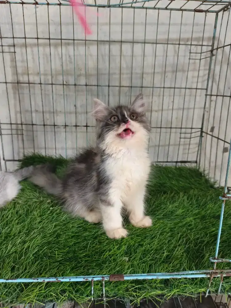 Kucing betina calico