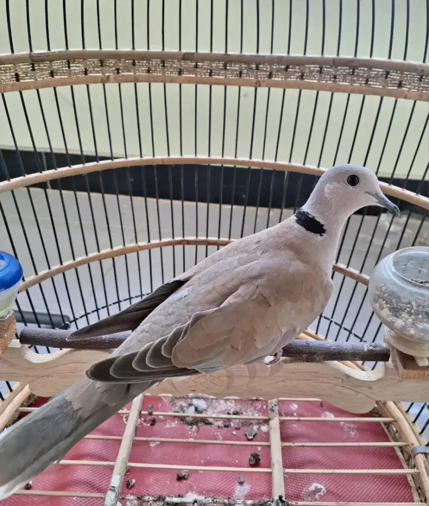 Puter Burung Anggungan