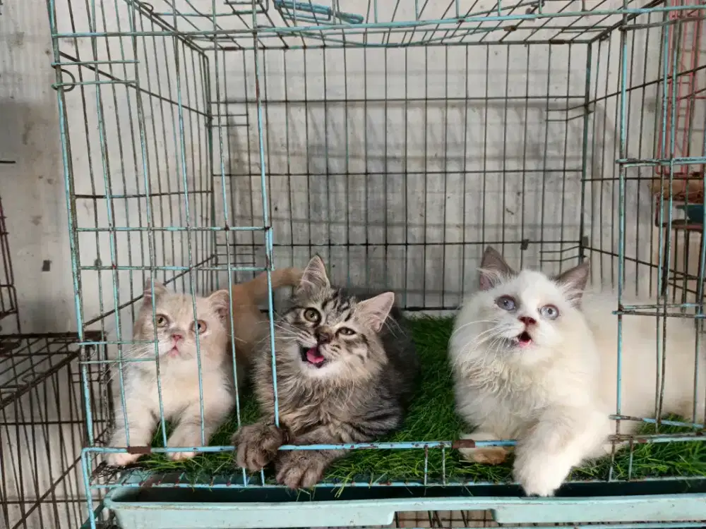 Kucing Himalaya dan persia jantan