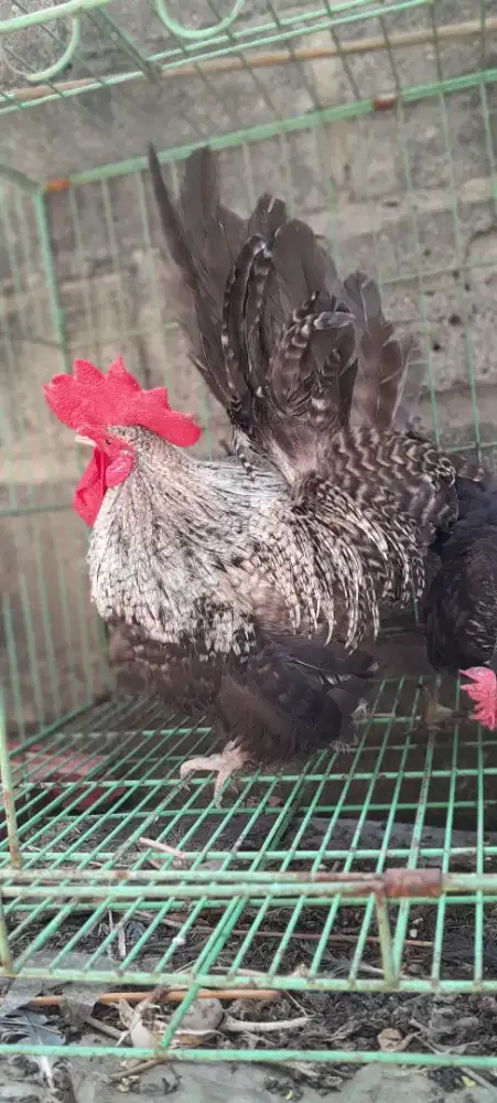 Ayam kate sepasang