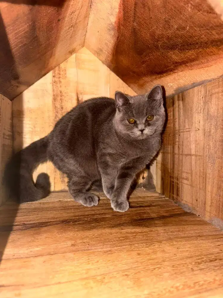 Kucing Ras british short hair