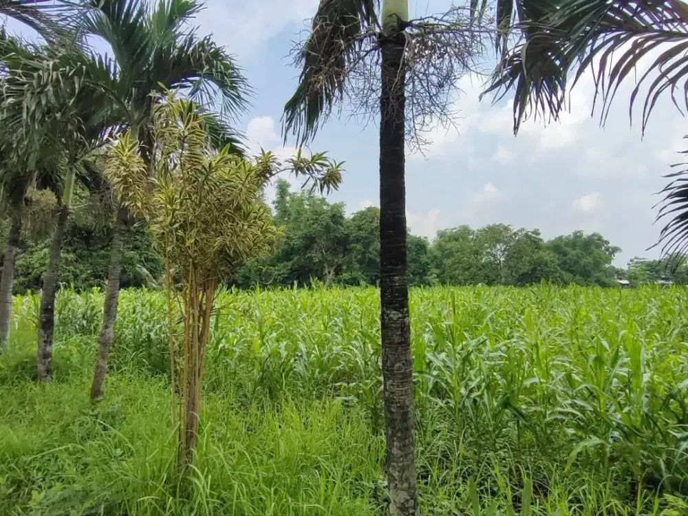 Tanah Nol Jalan Raya Purwosari - Pasuruan , Strategis, Berada di Area Industri, Dekat Pabrik2 & Gudang