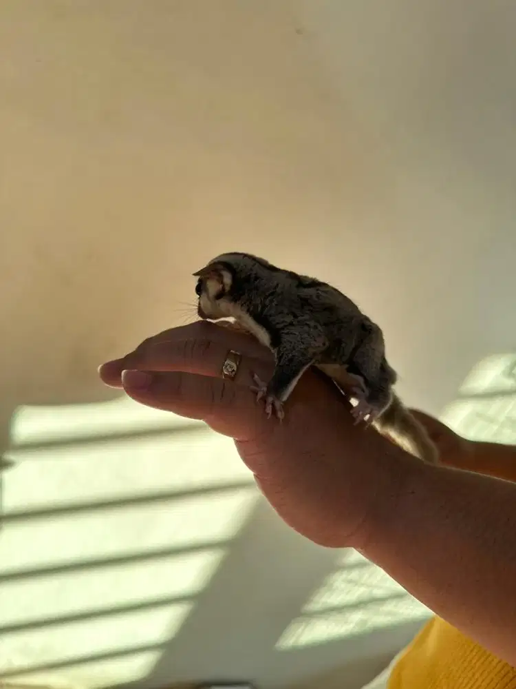 Sugar glider joy di jual cepat