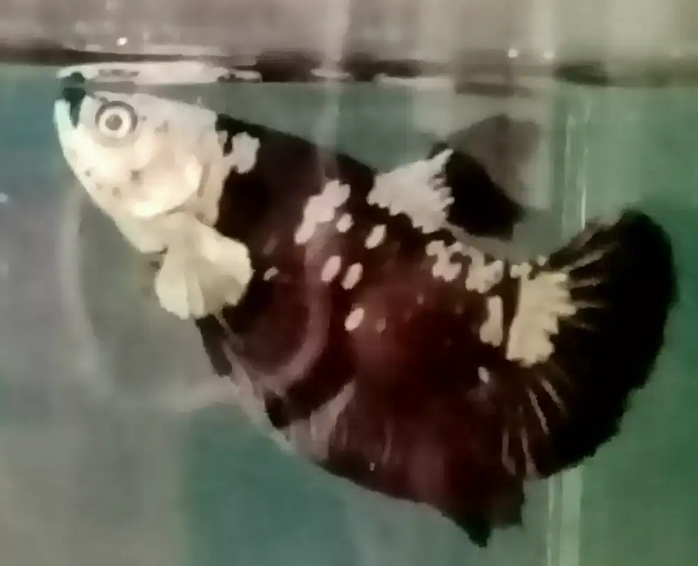 Jual ikan cupang