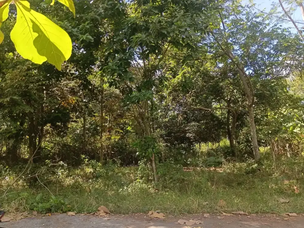 Dijual Tanah SHM 507m² Zona Kuning Dhuri Tirtomartani Kalasan Sleman