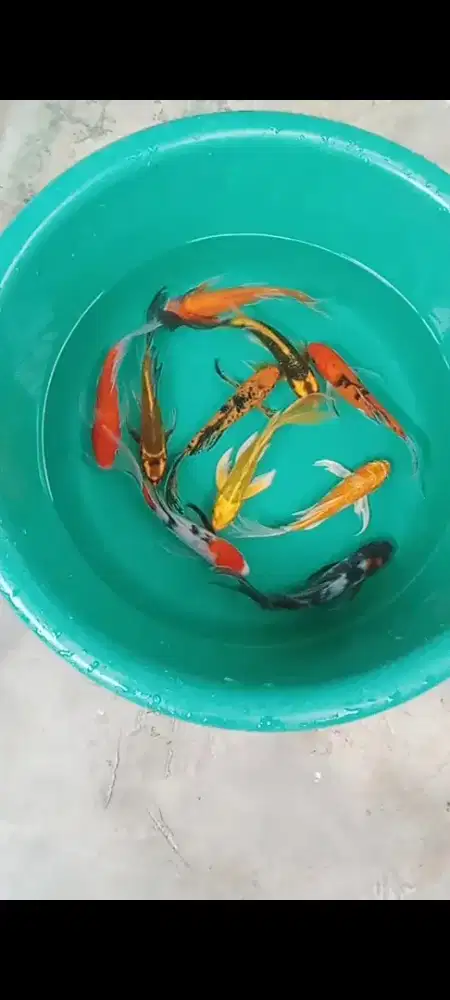 Koi SELAYER MIX