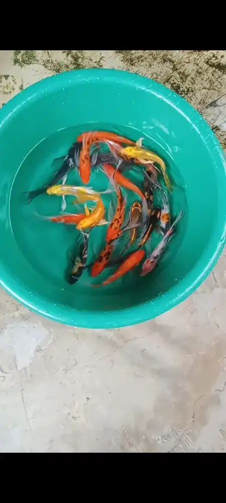 Koi selayer mix